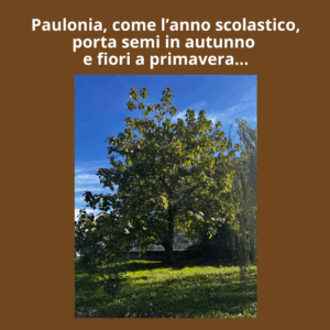 Immagine di albero Paulonia